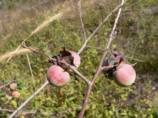 {Diospyros virginianai}